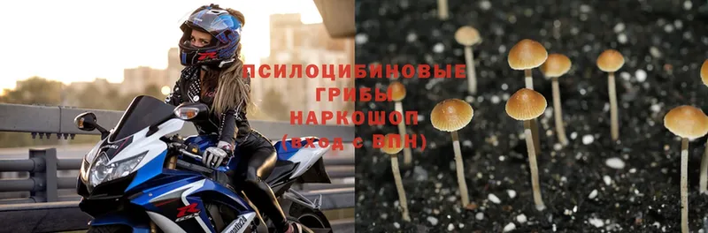 Псилоцибиновые грибы Psilocybe  закладка  Ряжск 